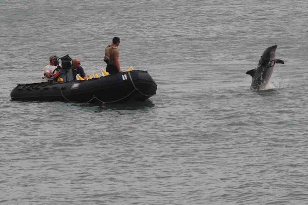 Militarized Dolphins Protect A Quarter Of US Nuclear Stockpile ...